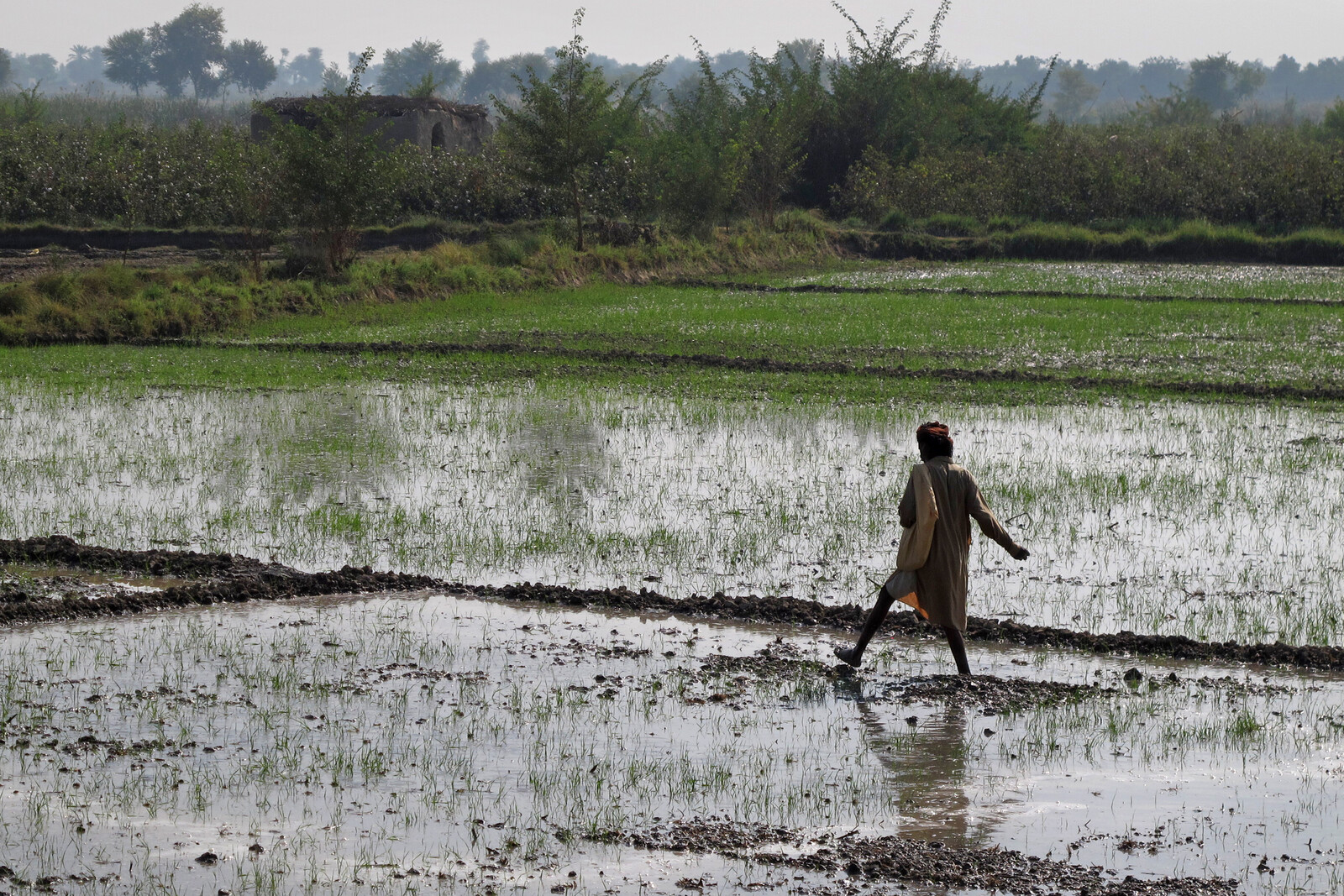 In Pakistan waren nach Überflutung und Erdbeben viele Felder zerstört. Ein Bauer läuft über ein teils überflutetes Feld.