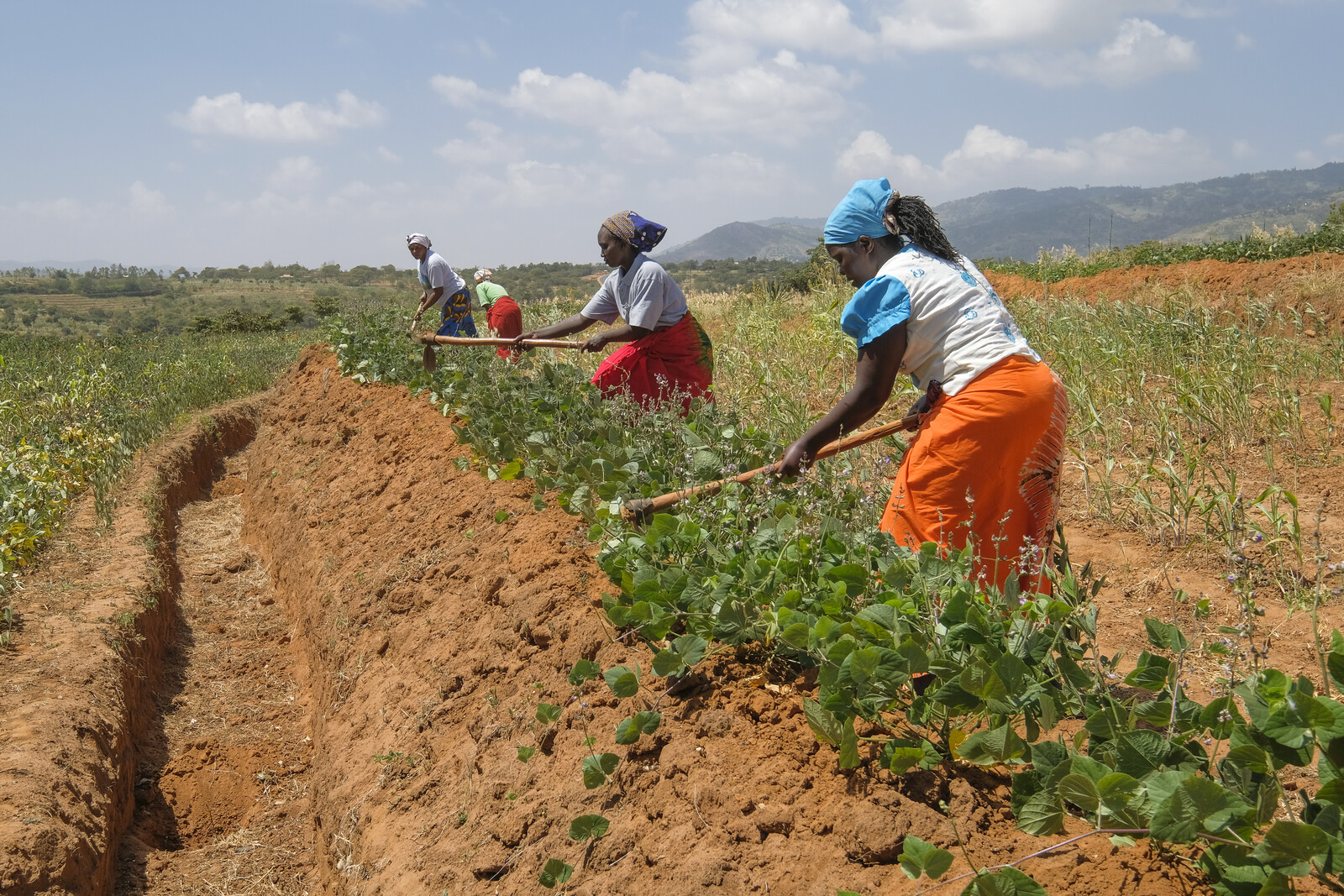 Landwirtschaft in Kenia, Bäuerinnen auf einem Feld
