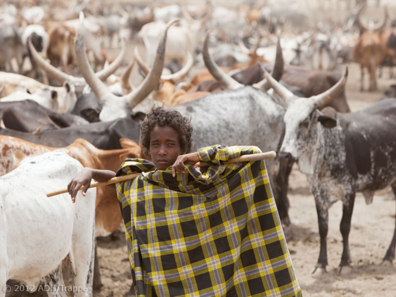 Die Lebensgrundlage vieler Menschen in der Region sind Kamele, Ziegen und Schafe