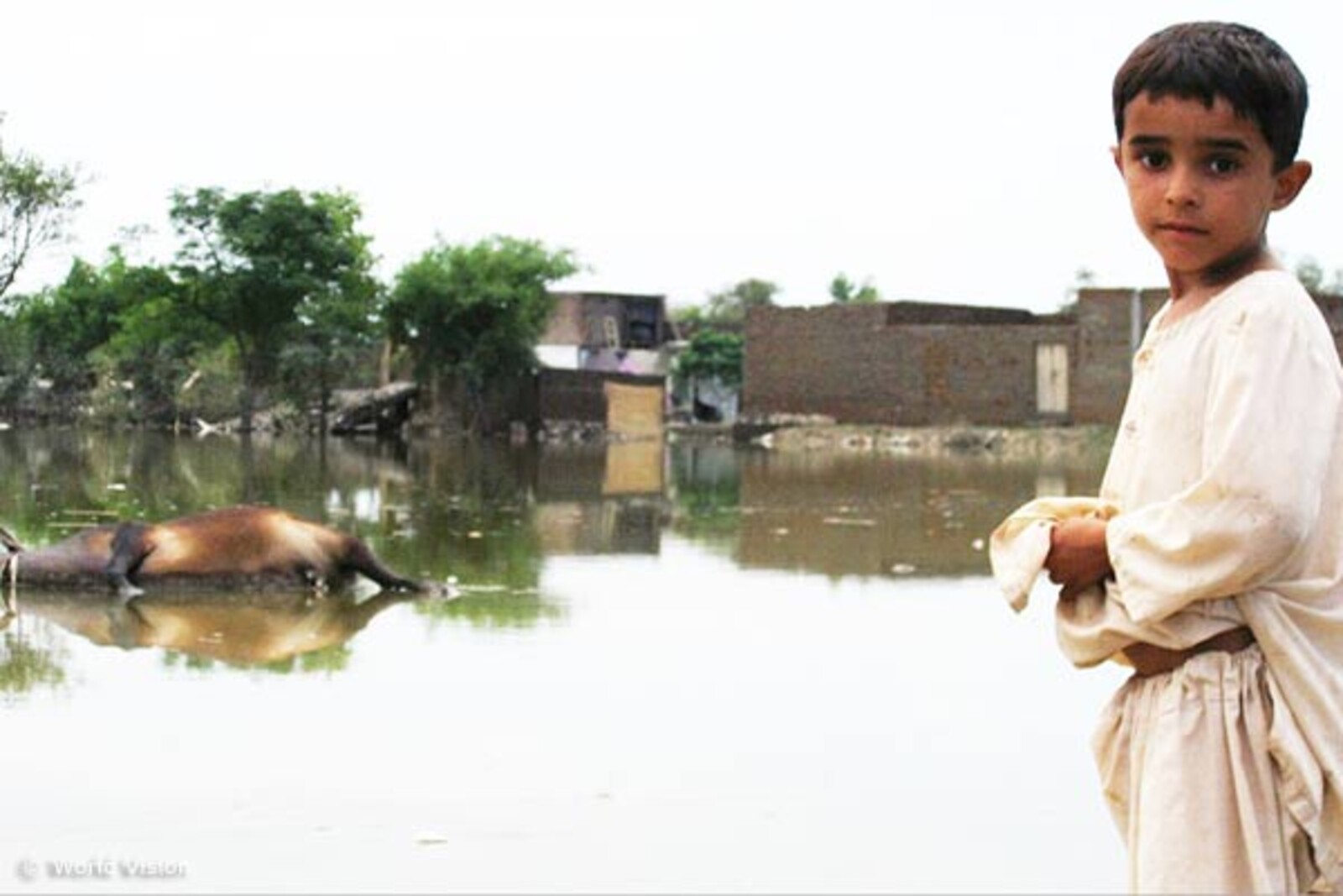 Flut Pakistan: Junge steht neben einem Tierkadaver