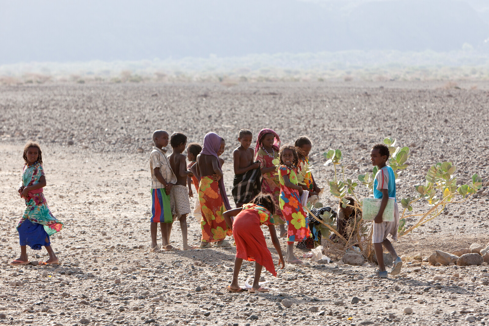 Während einer Dürre in Ostafrika verdorren Weideland und das Vieh stirbt. Daher werden Bäume gepflanzt, um Schatten zu spenden und die Desertifikation zu verlangsamen.