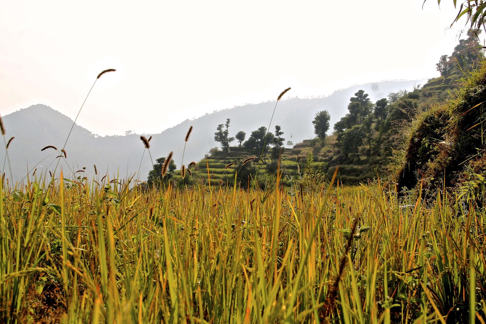 Erdbeben Nepal Feld Korn Landschaft