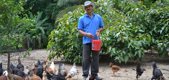 Ein Mann füttert Hühner in Kolumbien