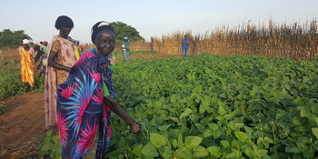 Frauen arbeiten auf dem Feld