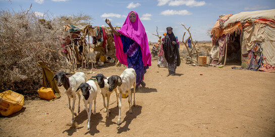 Eine Frau in Somalia hütet ihre Ziegen 