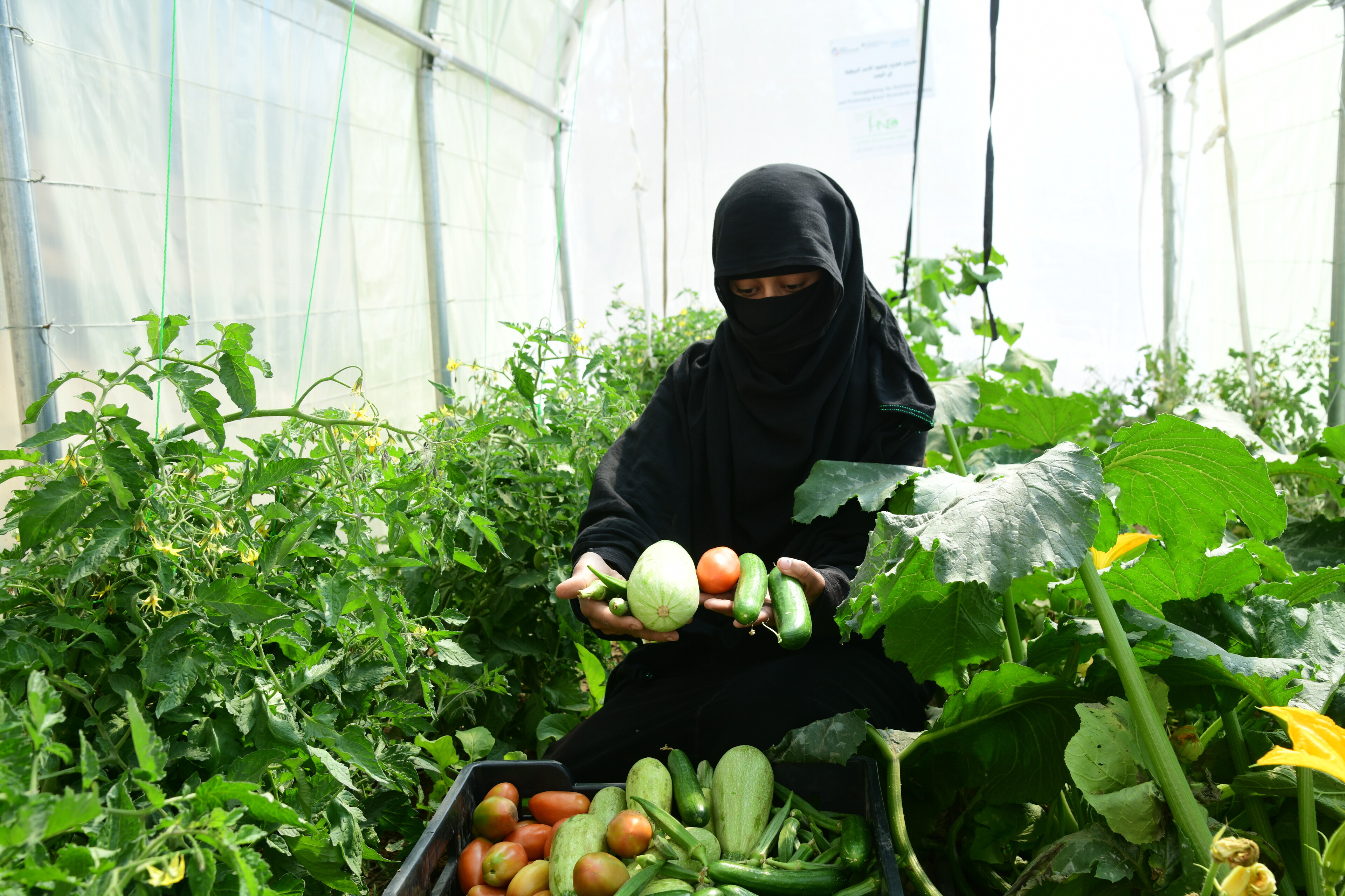 Eine Frau betreibt im Jemen Landwirtschaft