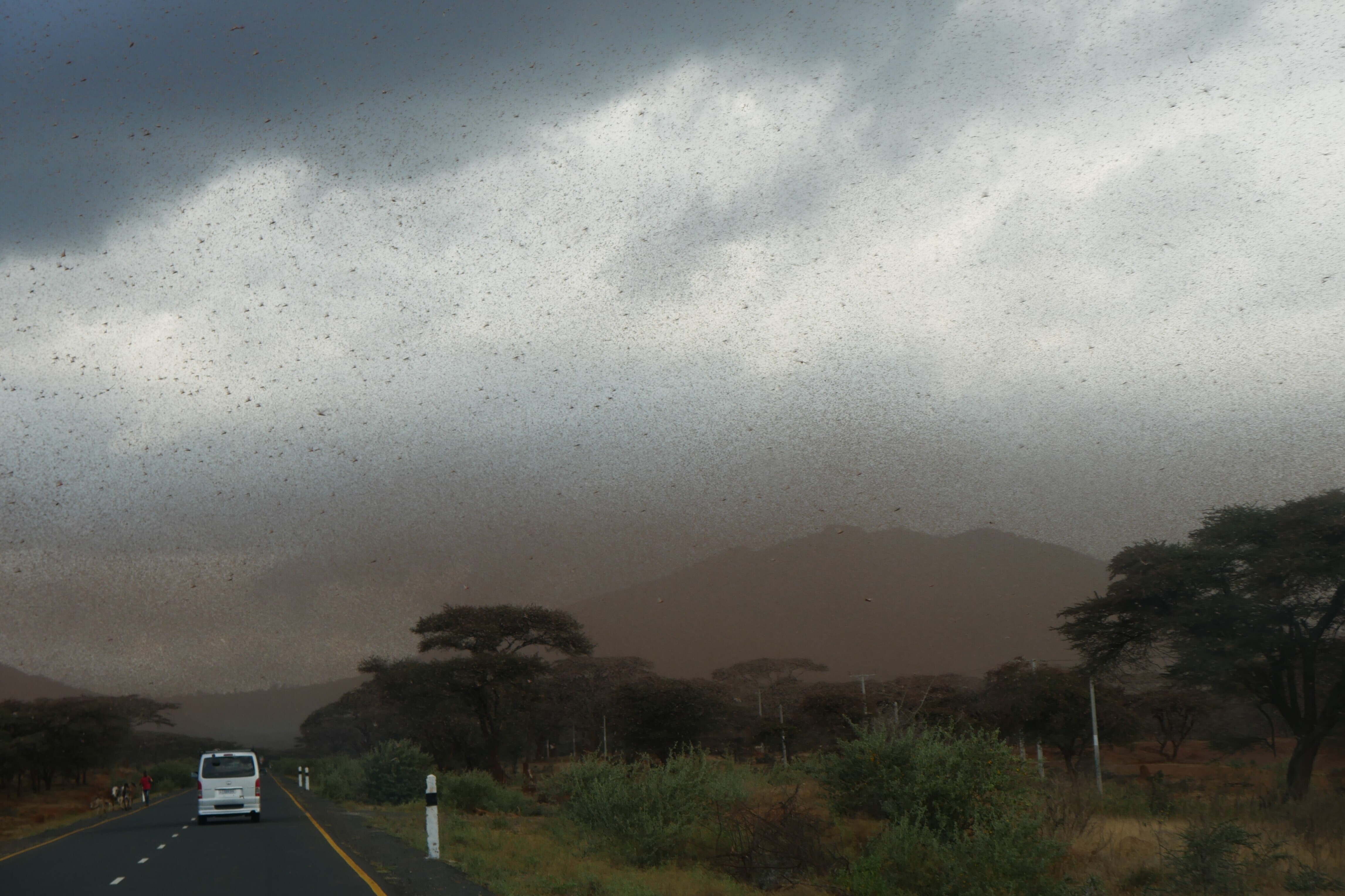 Heuschreckenplage in Äthiopien: Ein riesiger Schwarm verdunkelt den Himmel