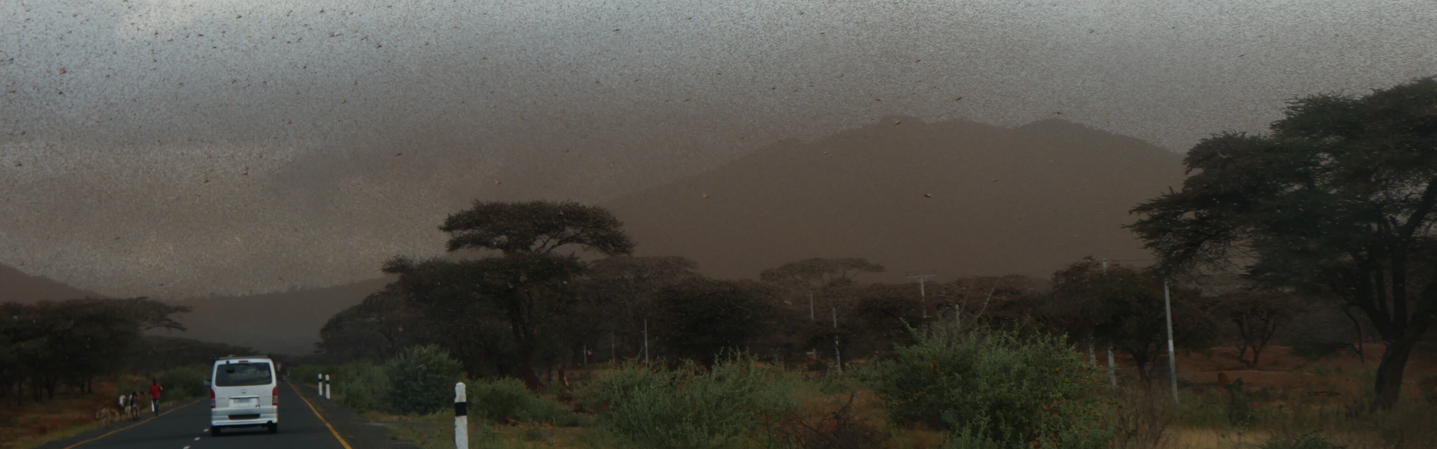 Heuschreckenplage in Äthiopien: Ein riesiger Schwarm verdunkelt den Himmel