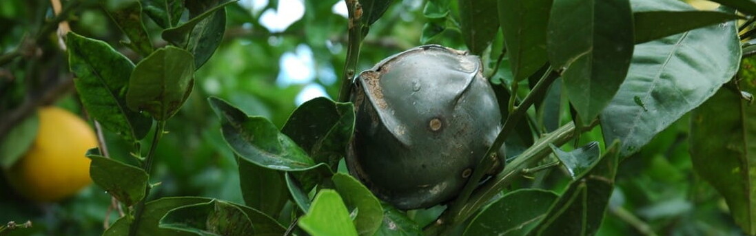 Landmine in Zitronenbaum im Libanon