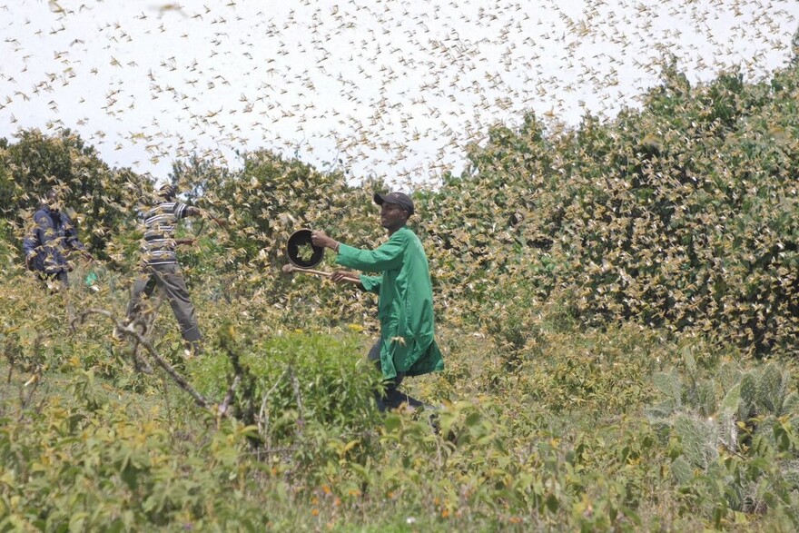 Farmer in Kenia versuchen, einen Heuschreckenschwarm von ihren Feldern zu vertreiben