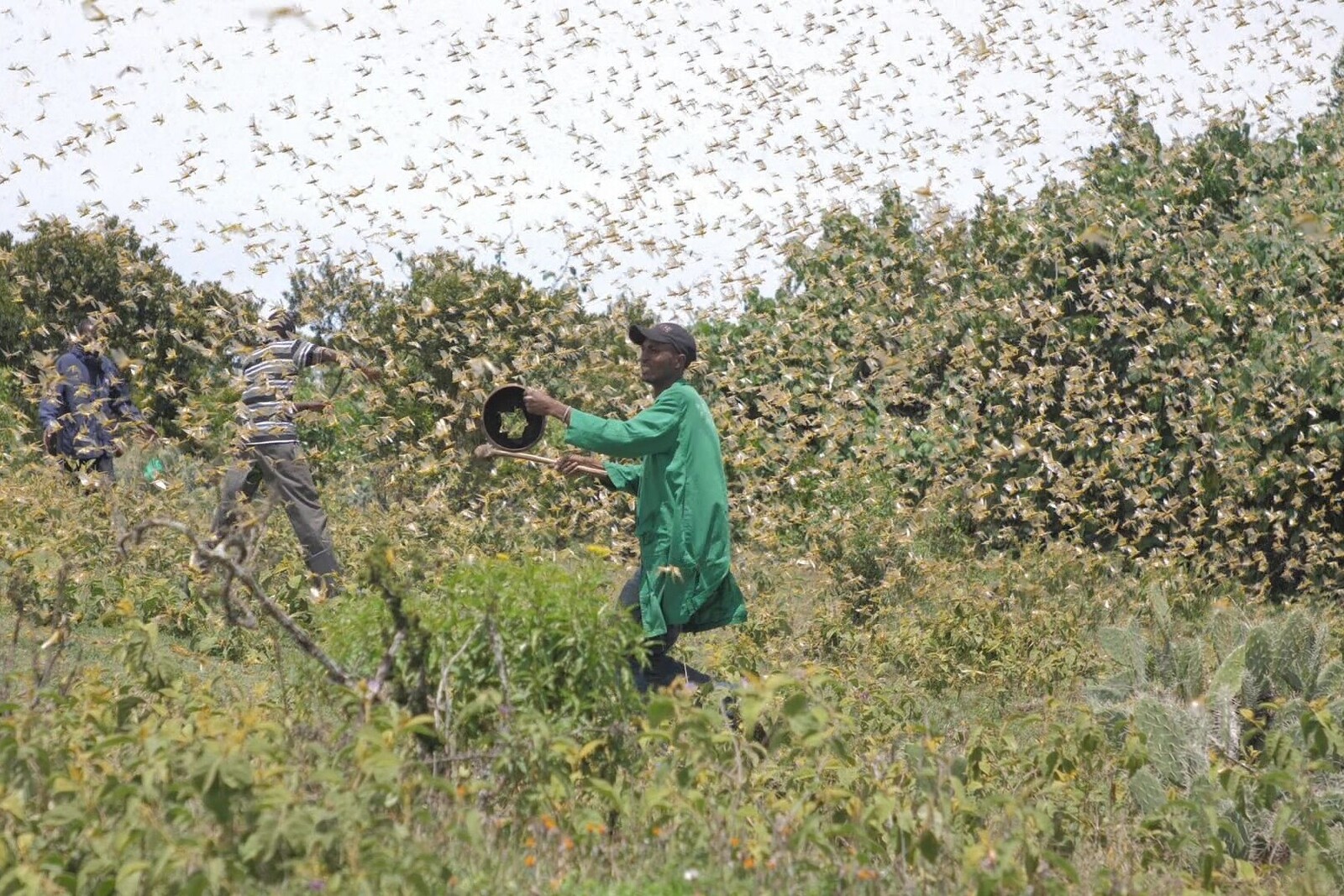 Farmer in Kenia versuchen, einen Heuschreckenschwarm von ihren Feldern zu vertreiben
