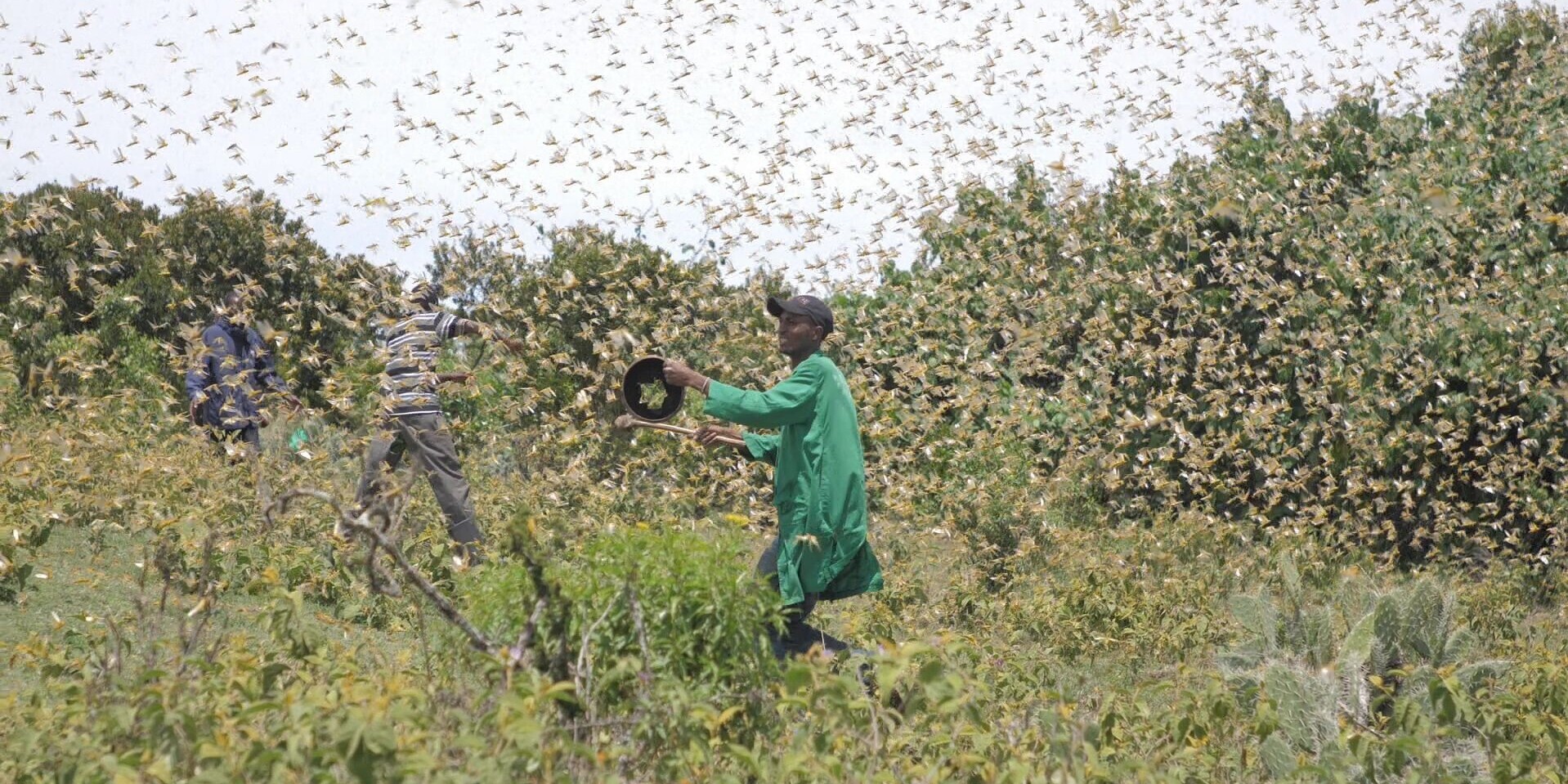 Farmer in Kenia versuchen, einen Heuschreckenschwarm von ihren Feldern zu vertreiben