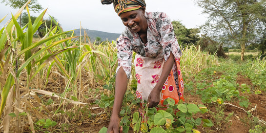 Eine Frau in Afrika pflegt auf einem Feld Bohnenpflanzen