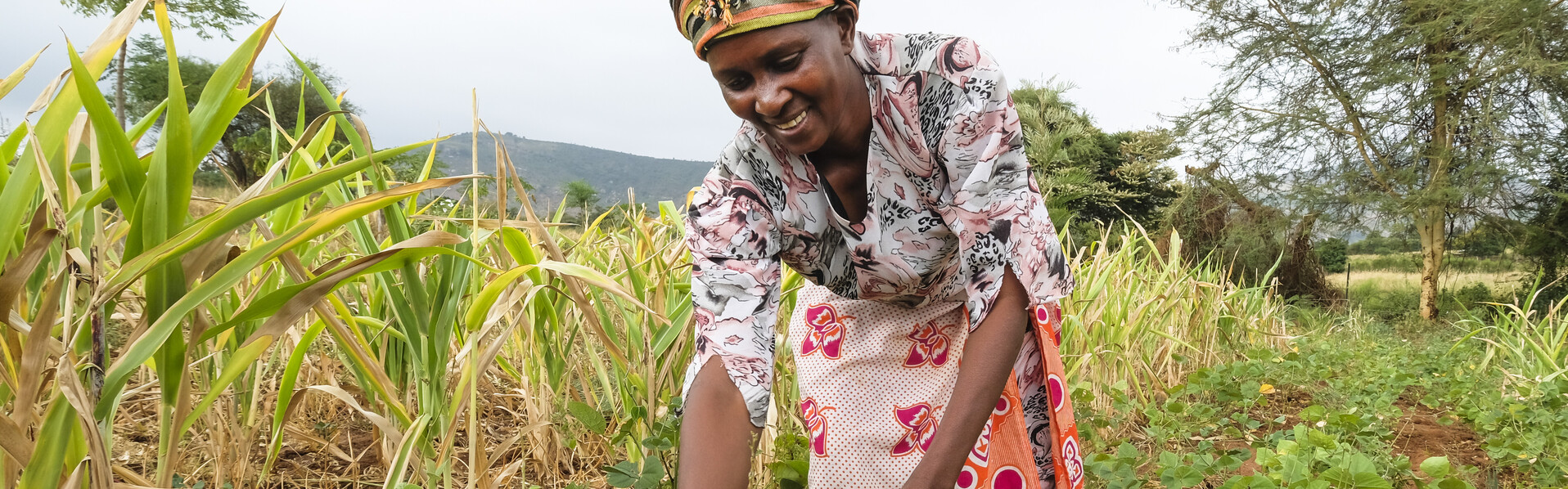 Eine Frau in Afrika pflegt auf einem Feld Bohnenpflanzen