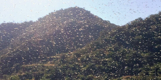 Heuschreckenschwarm fällt über ein Feld in Äthiopien her