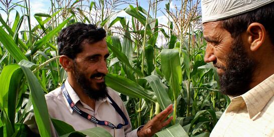 Pakistan Überschwemmungen Feldarbeit