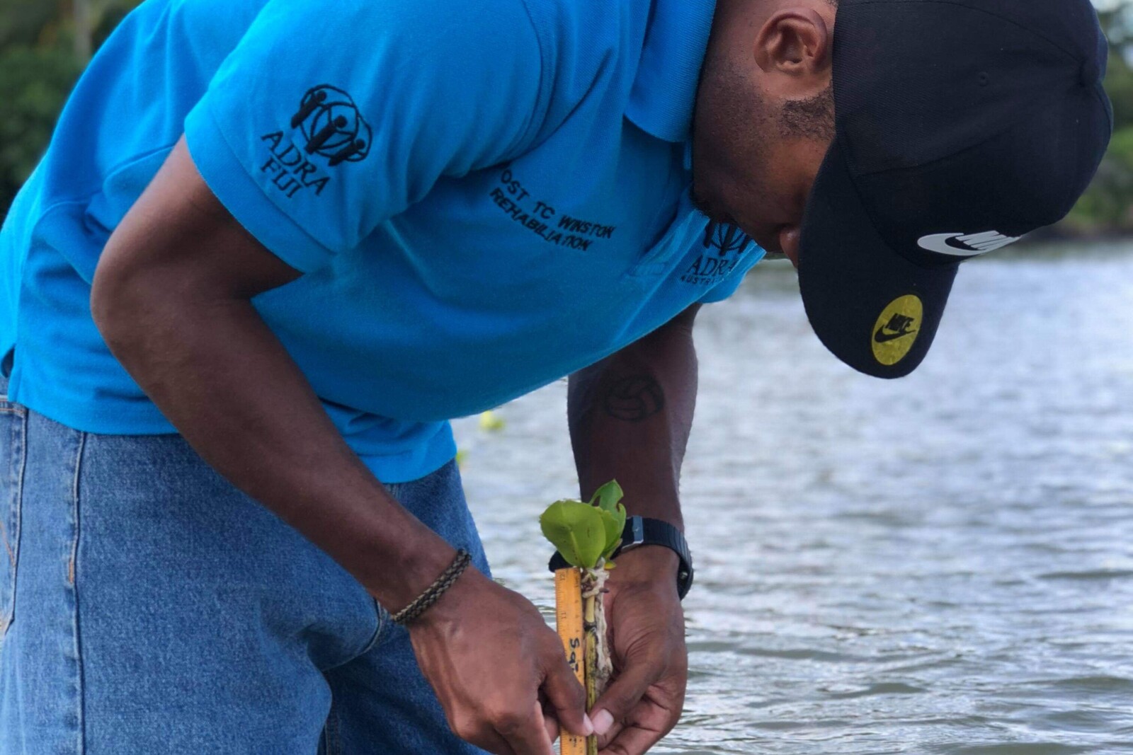 Ein Helfer von der Organisation ADRA pflanzt Mangroven auf den Fidschi-Inseln an