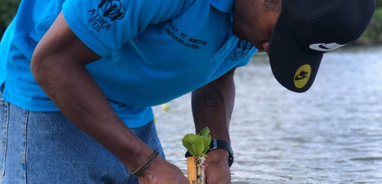 Ein Helfer von der Organisation ADRA pflanzt Mangroven auf den Fidschi-Inseln an