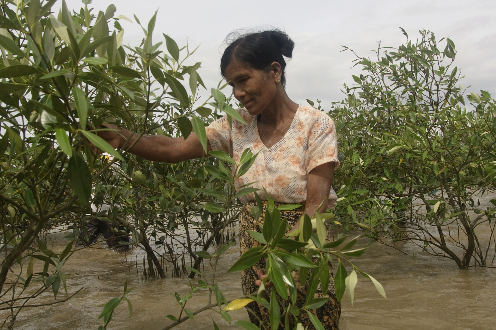 Eine Frau pflegt neue Mangrovenpflanzen im Delta von Myanmar. Früher wurden die Pflanzen abgeholzt. 