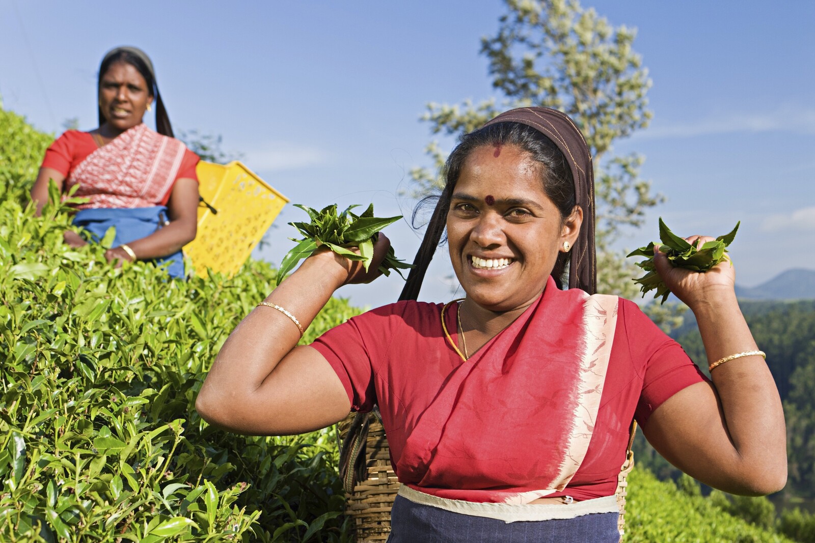 In manchen Regionen Indiens wird Tee angebaut, der ökologisch nachhaltig ist. 