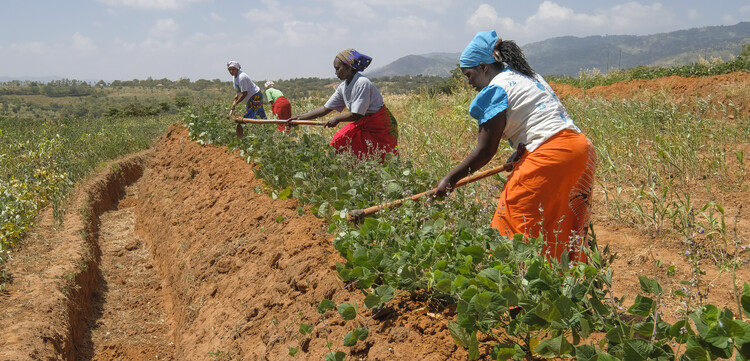 Landwirtschaft in Kenia, Bäuerinnen auf einem Feld Landwirtschaft in Kenia, Bäuerinnen auf einem Feld