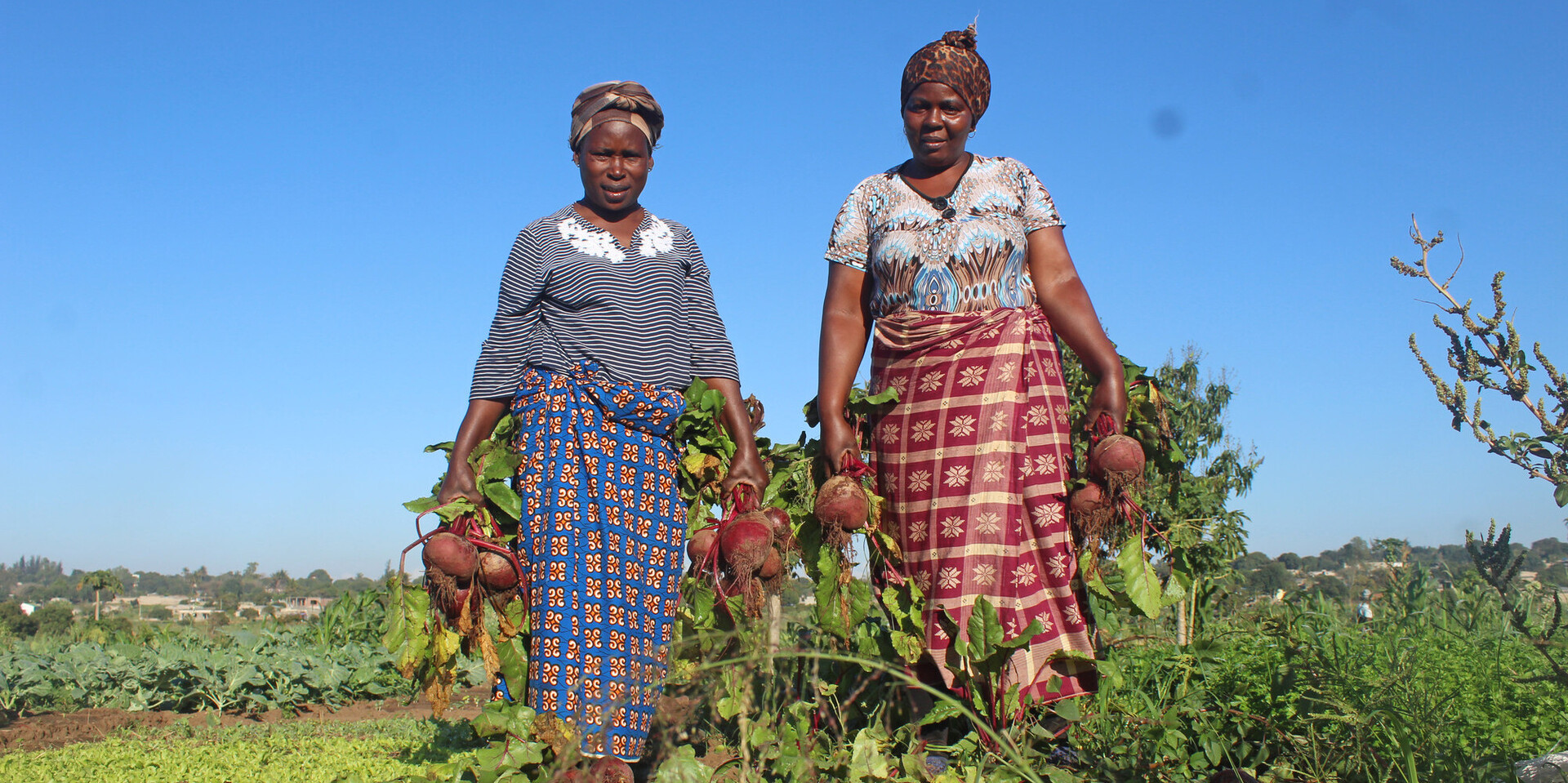 Frauen in Namibia bei der Ernte von Gemüse auf dem Feld Frauen in Namibia bei der Ernte von Gemüse auf dem Feld