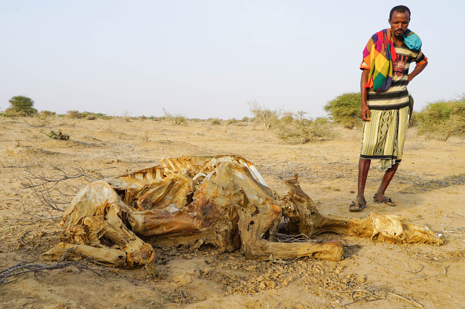 Ein Mann steht neben einem toten Kamel in Somalia. Während der Trockenheit leiden Mensch und Vieh.
