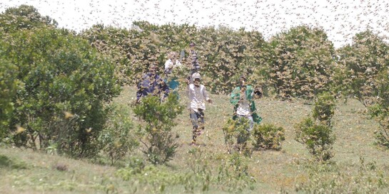 Die Menschen in Kenia flüchten vor den Heuschreckenschwärmen, die über die Landschaft und Felder herfallen 