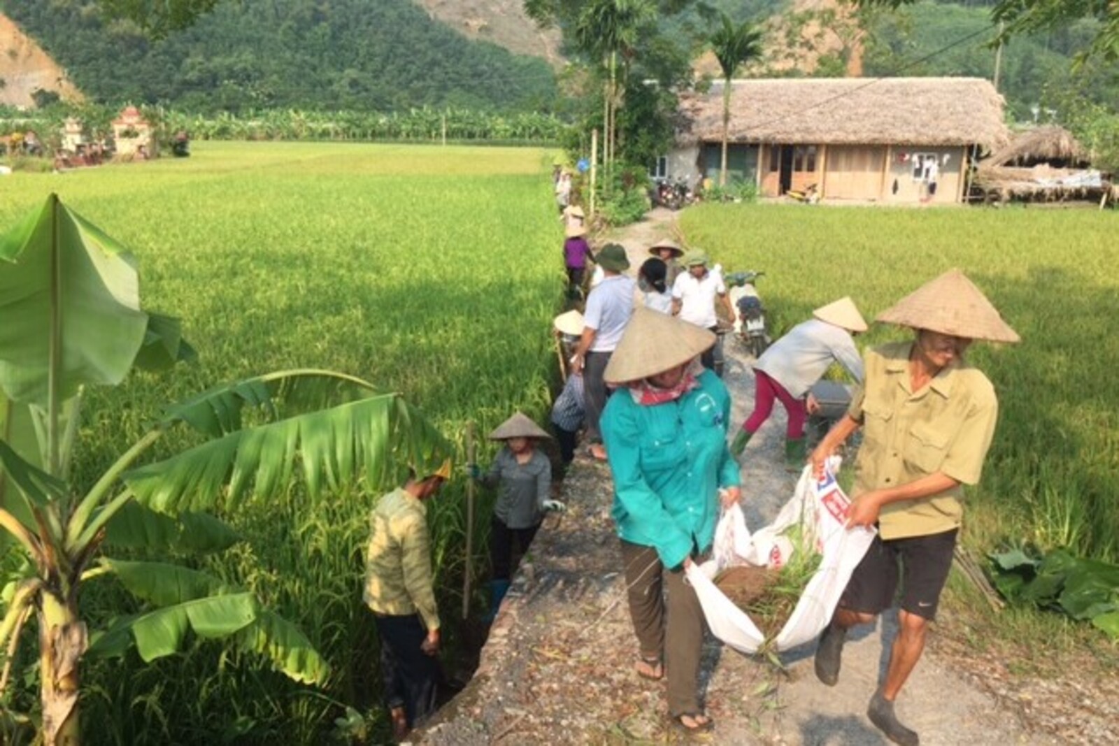 Männer und Frauen in Vietnam bearbeiten Reispflanzen 