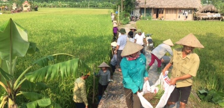 Männer und Frauen in Vietnam bearbeiten Reispflanzen Männer und Frauen in Vietnam bearbeiten Reispflanzen
