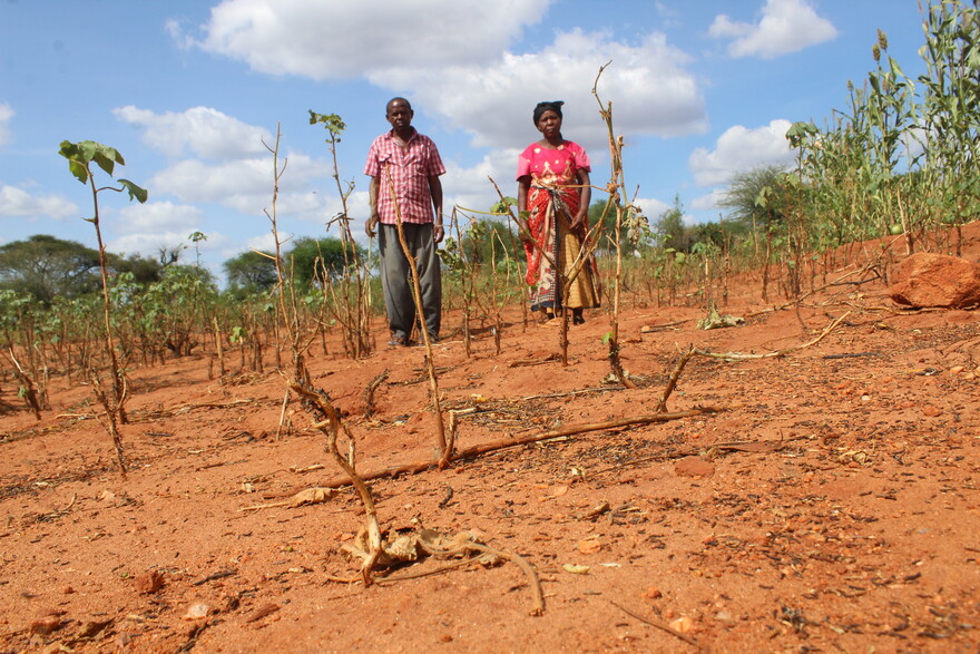 Landwirte in Kenia auf einem von Heuschrecken kahlgefressenem Feld – es droht eine Hungersnot Landwirte in Kenia auf einem von Heuschrecken kahlgefressenem Feld – es droht eine Hungersnot