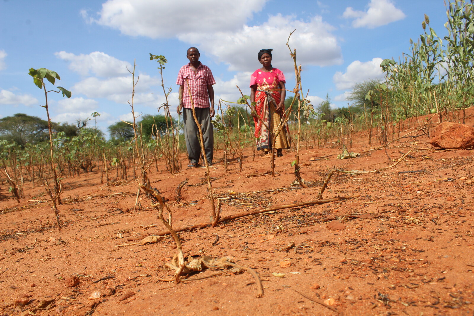 Landwirte in Kenia auf einem von Heuschrecken kahlgefressenem Feld – es droht eine Hungersnot