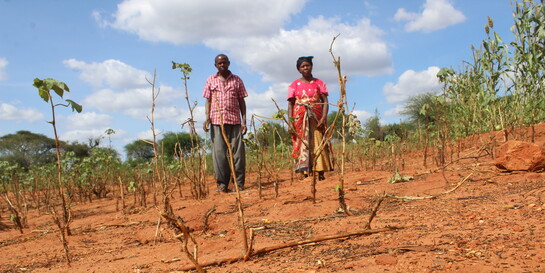 Corona-Pandemie und Heuschreckenplage: Kleinbauern in Kenia auf einem zerstörten Feld 