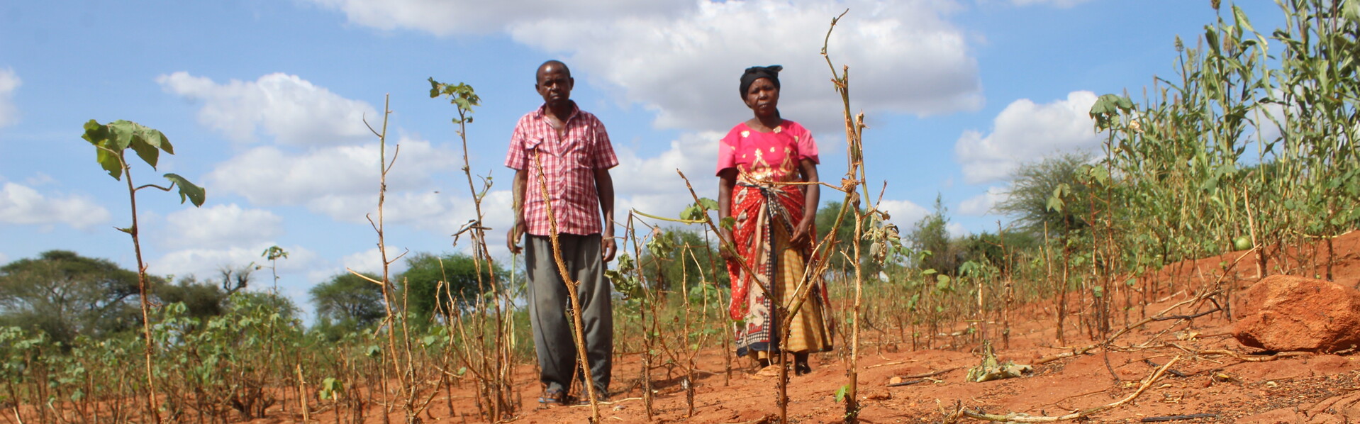 Corona-Pandemie und Heuschreckenplage: Kleinbauern in Kenia auf einem zerstörten Feld 