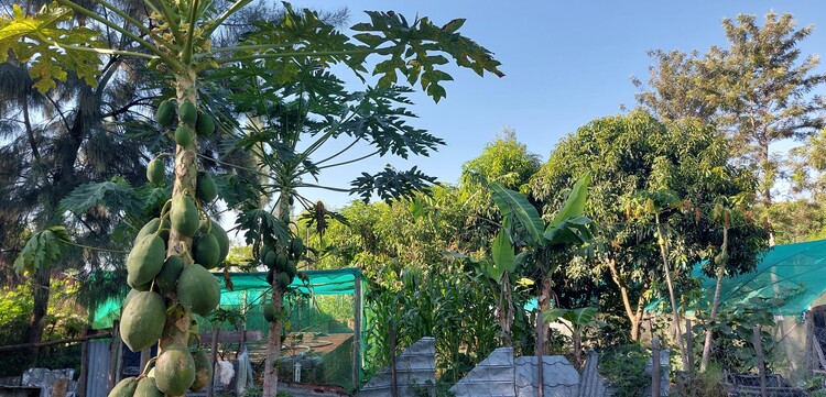 Ein Mustergarten für Landwirt:innen in Kenia Ein Mustergarten für Landwirt:innen in Kenia