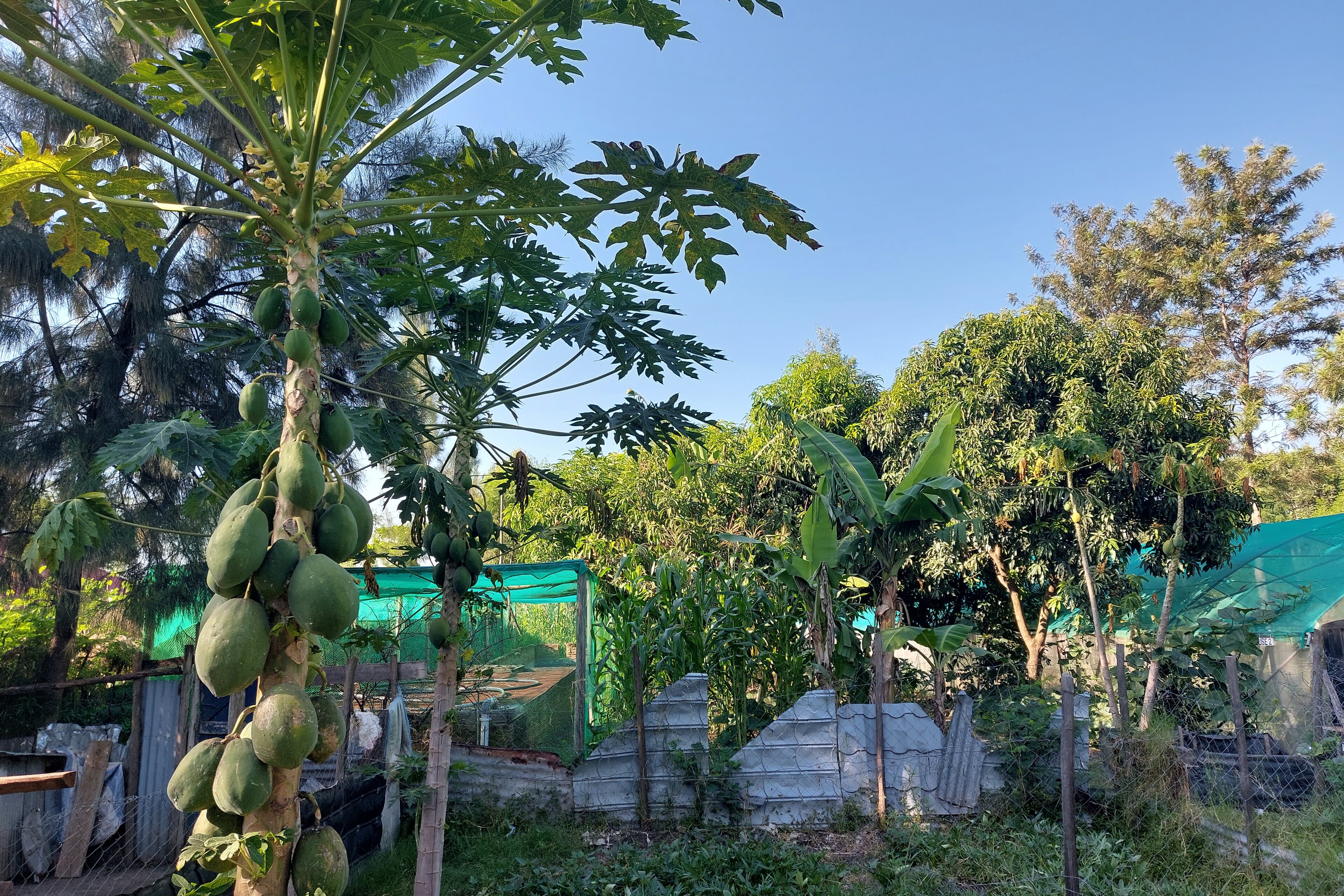 Ein Mustergarten für Landwirt:innen in Kenia Ein Mustergarten für Landwirt:innen in Kenia