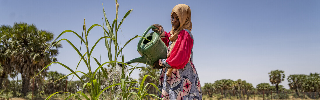 Eine Frau in Mali bewässert eine Pflanze in einem Gemeinschaftsgarten Eine Frau in Mali bewässert eine Pflanze in einem Gemeinschaftsgarten