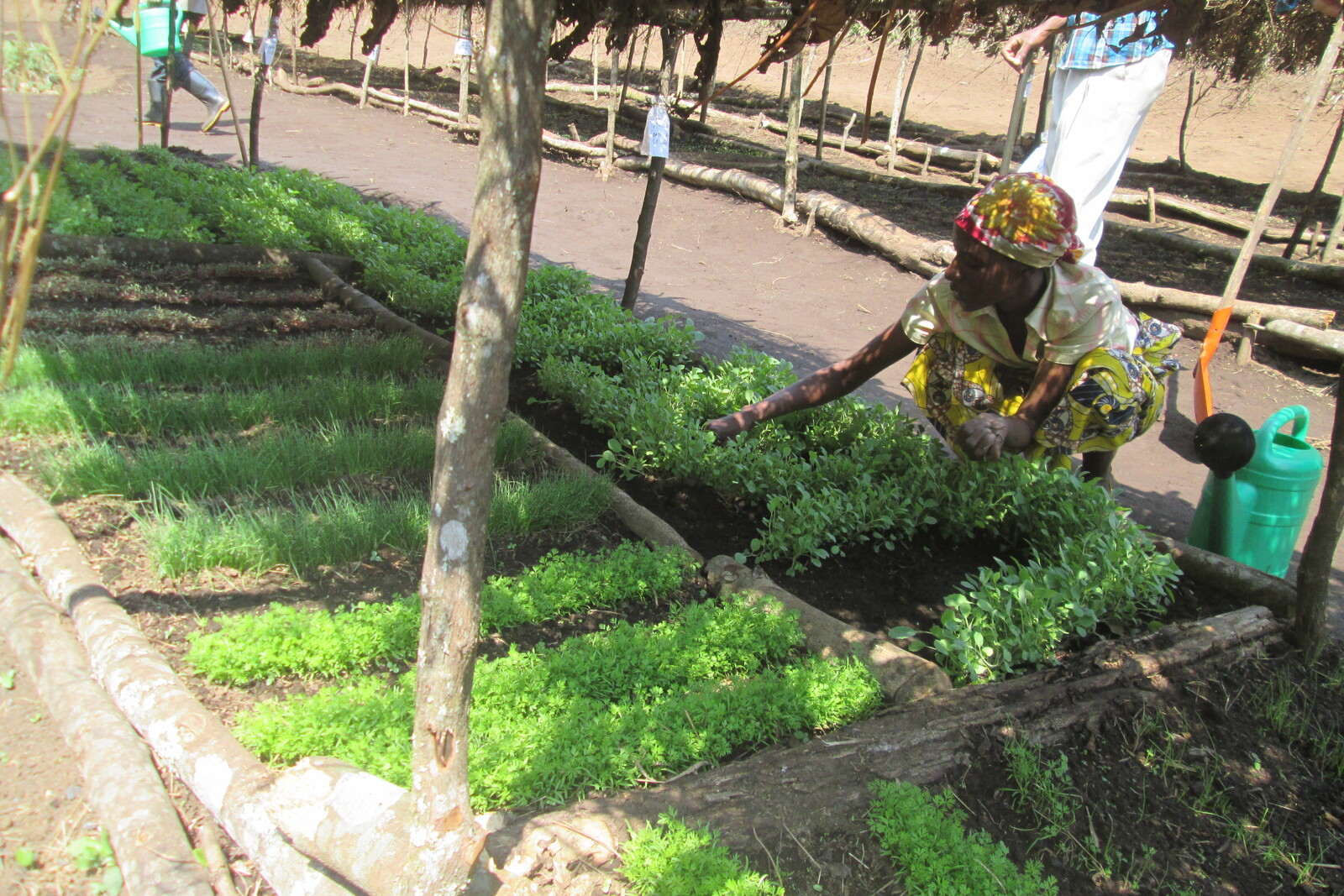 In der DR Kongo pflanzen Landwirte heimische Obst- und Gemüsesorten an