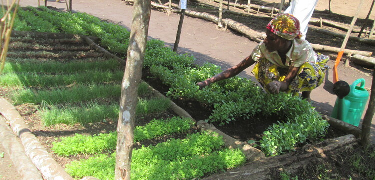In der DR Kongo pflanzen Landwirte heimische Obst- und Gemüsesorten an In der DR Kongo pflanzen Landwirte heimische Obst- und Gemüsesorten an