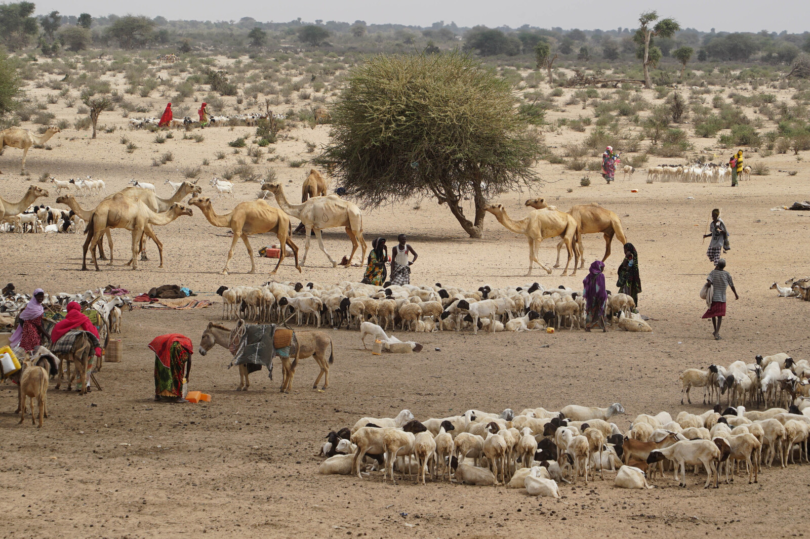 Vieh wird zu einem Sammelplatz getrieben. Die Nomaden hoffen, nach Äthiopien gebracht zu werden.