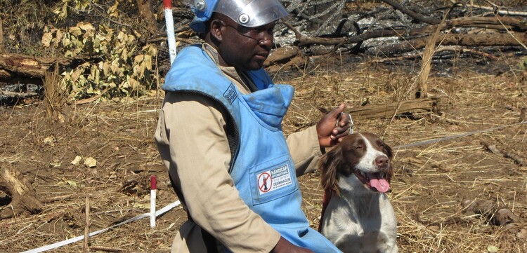 Ein Mann im Kongo trainiert einen Hund in der Suche nach Antipersonenminen Ein Mann im Kongo trainiert einen Hund in der Suche nach Antipersonenminen