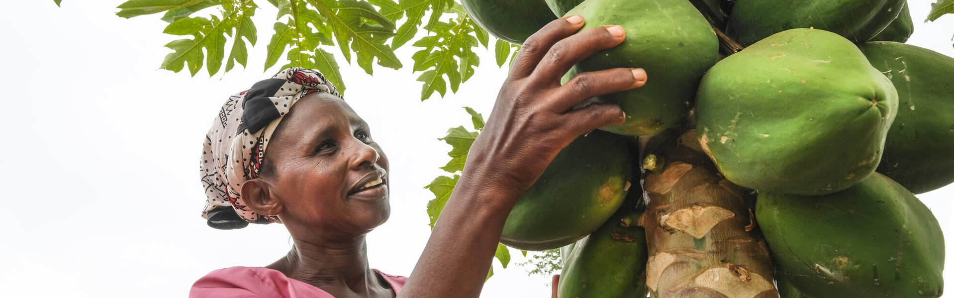 Frau erntet Kokusnüsse