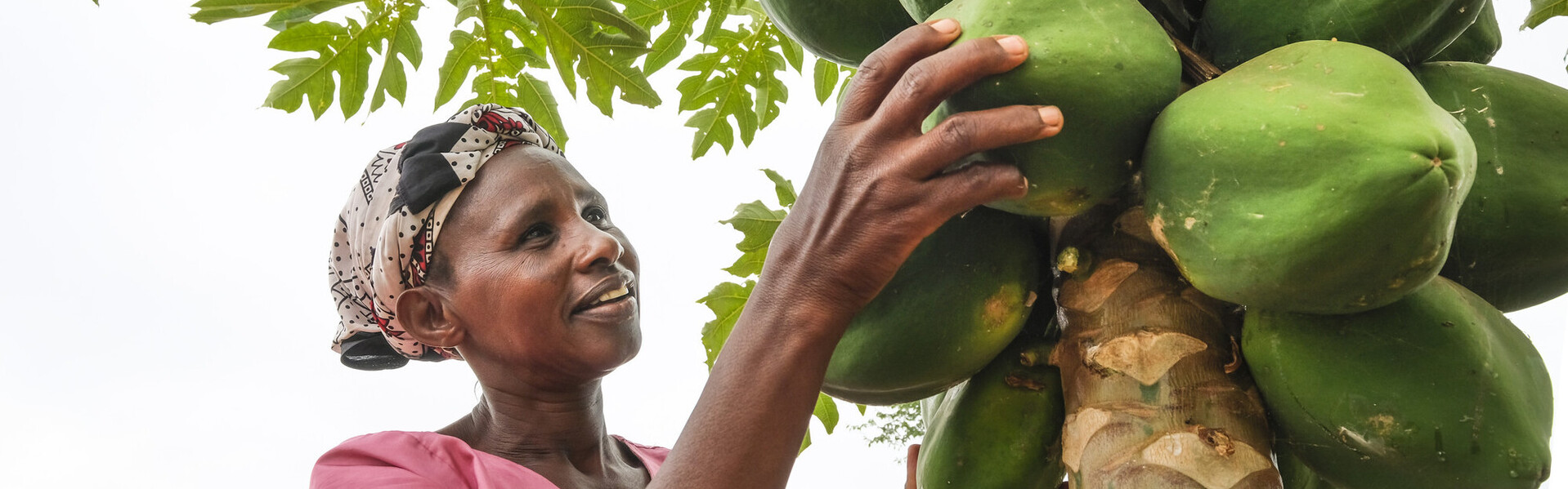 Frau erntet Kokusnüsse