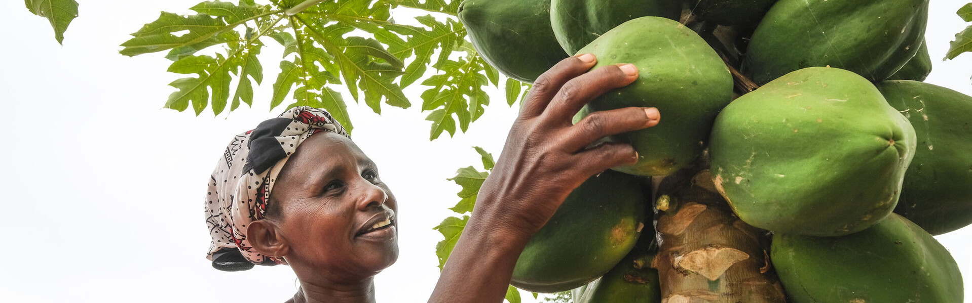 Frau erntet Kokusnüsse