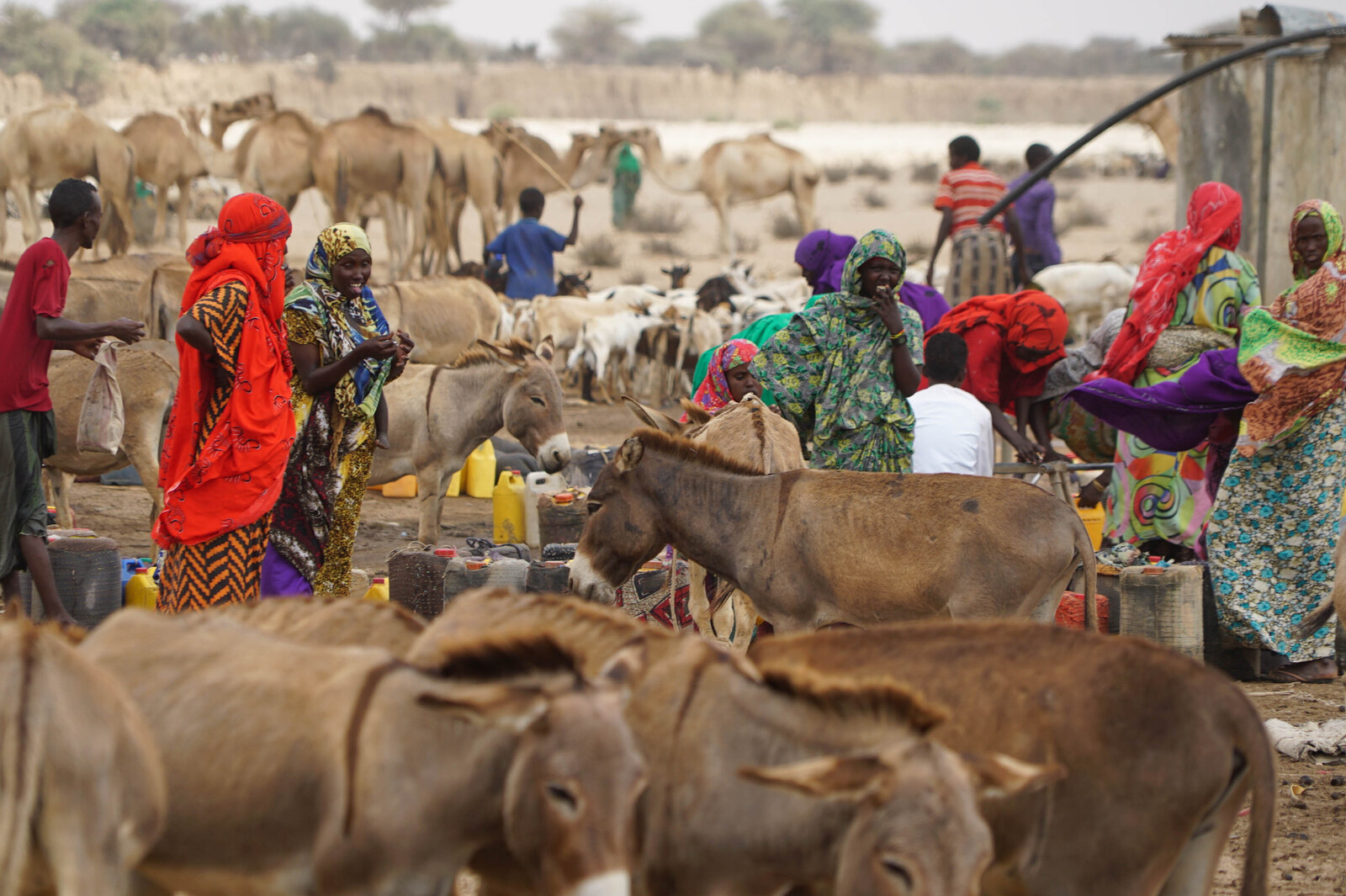 Durch die Viehwirtschaft können sich die Viehnomaden in normalen Jahren ernähren. Während der Dürre verdurstet das Vieh.