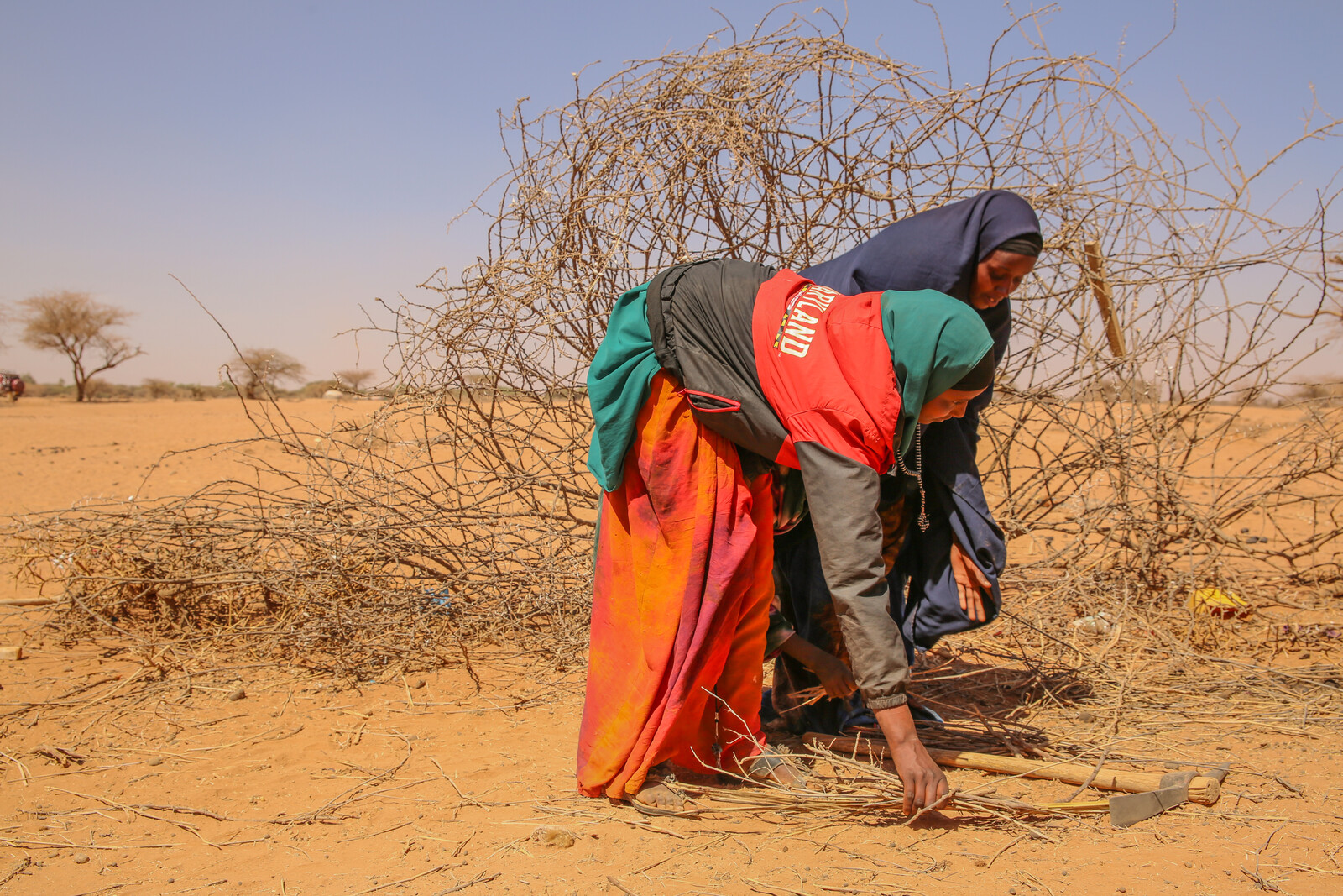 Frauen in Somalia sammeln Holz in der trockenen Landschaft.