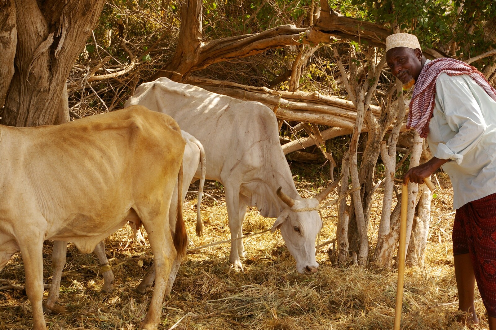 Ein Mann steht mit seinen Rindern auf einem trockenen Feld. Viele Menschen leiden Hunger, wenn sich Dürren über lange Zeit halten.