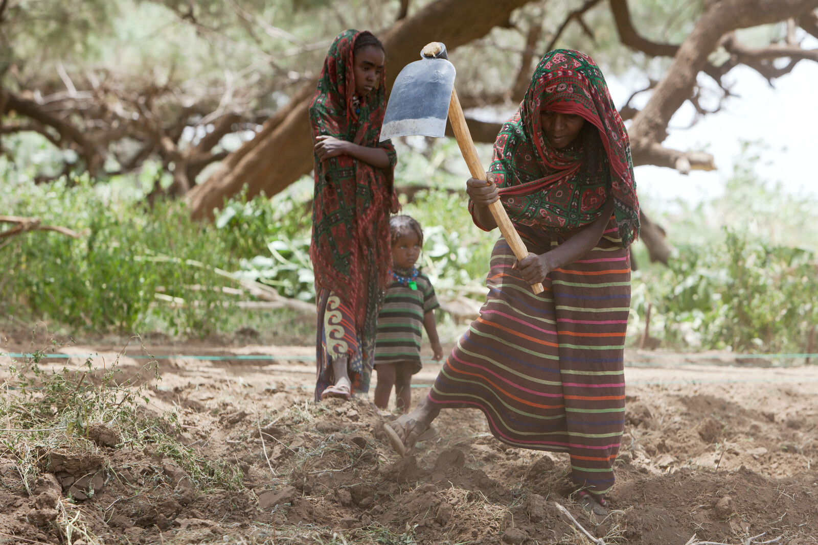 Der trockene Boden macht Ackerbau für die Bevölkerung vor Ort schwierig. Dürreresistentes Saatgut sichert die Ernten auch während Dürreperioden.