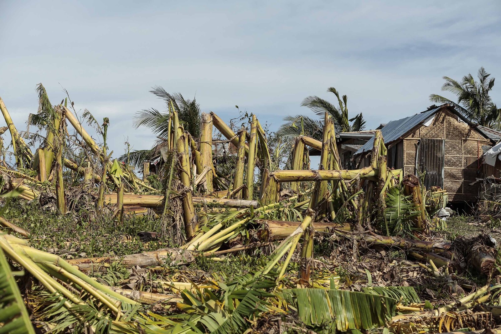 Taifun Haiyan zerstörte Plantage