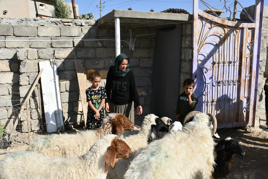 Eine Frau mit ihren Kindern und Schafen im Irak Eine Frau mit ihren Kindern und Schafen im Irak